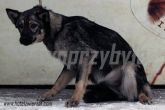 28.01.2014 DMOSIN SUKA 54808